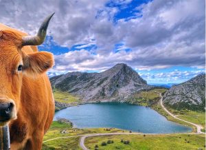 Lago Enol con una observadora