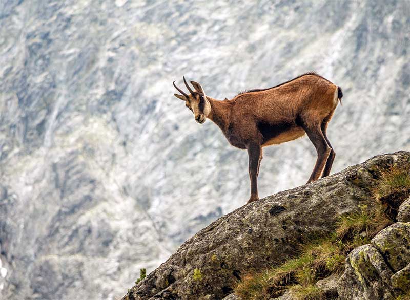 El fascinante mundo del rebeco en los Picos de Europa