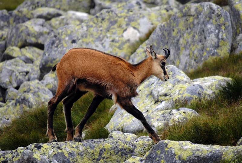 Rebeco pasando entre rocas