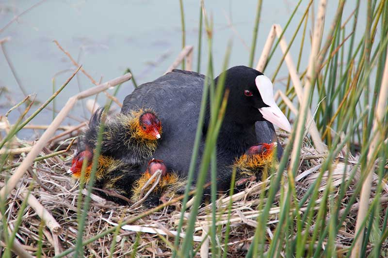 Las Aves Acuáticas de los Lagos de Covadonga: Un Tesoro Natural por Explorar