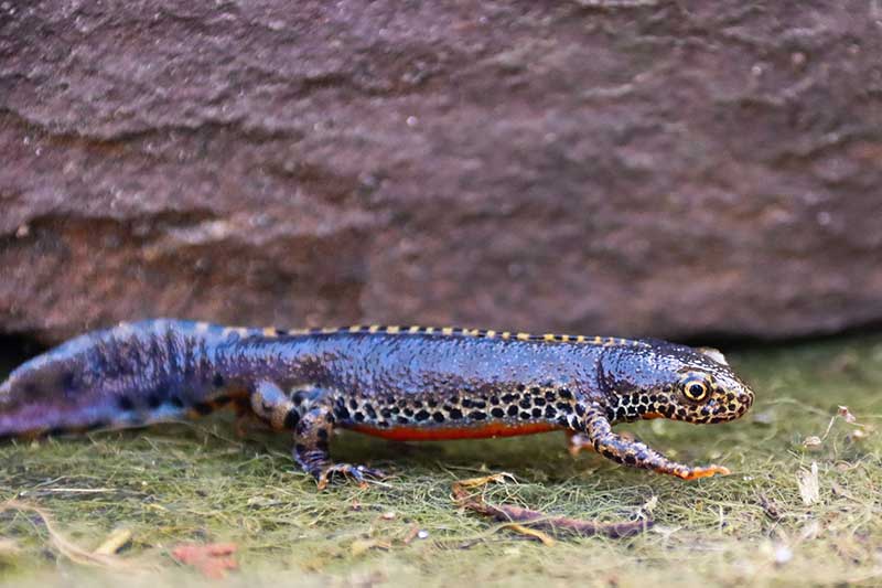Tritón alpino