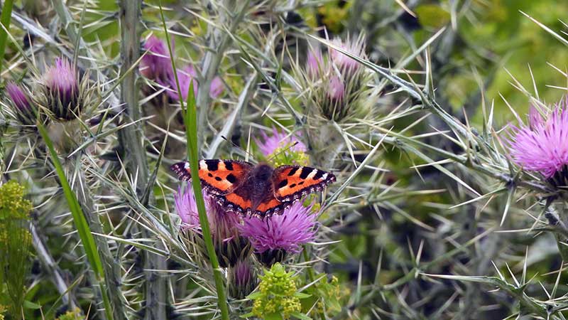 Mariposa Aglais urticae