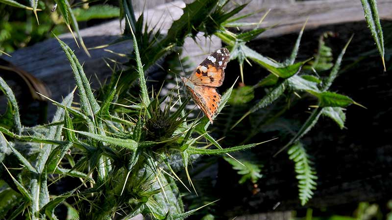 Mariposa Vanessa cardui