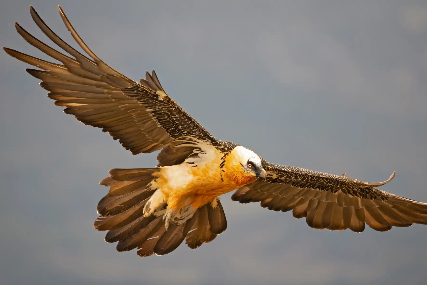 Cuando el cielo de los Picos de Europa volvió a llenarse de vida